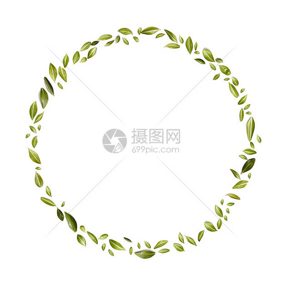 白色背景上小绿叶绿叶以圆圈的形式来平躺圈小小的绿叶图片