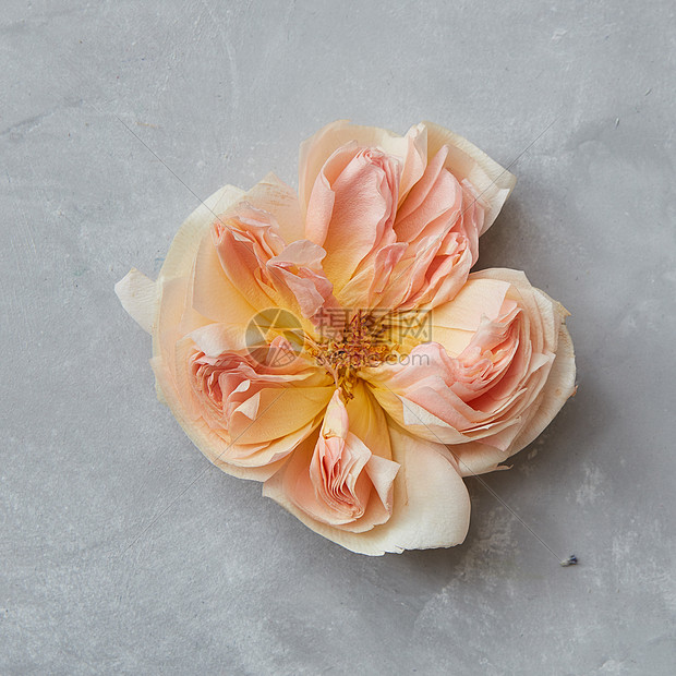 橙色玫瑰的特写仅代表灰色背景美丽的玫瑰装饰你的明信片海报情人节玫瑰花架图片