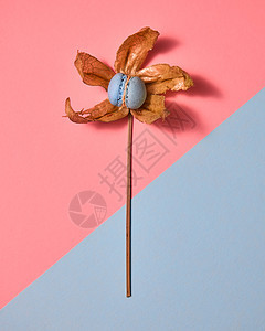 创造的模式,以花的形式,马卡龙干燥的花瓣,孤立双酮纸背景与顶部视图蓝色自制的马卡龙蛋糕与花瓣图片