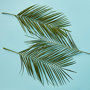棕榈叶蓝色背景的中心孤立平躺蓝色背景上的棕榈叶图片