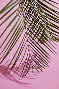 垂直粉红色背景装饰绿叶隔离平躺粉红色背景上的绿叶图片
