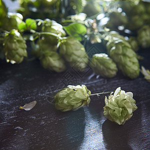 木制背景与新鲜的绿色啤酒花肤浅的焦点啤酒生产成分木制背景与新鲜绿色啤酒花图片