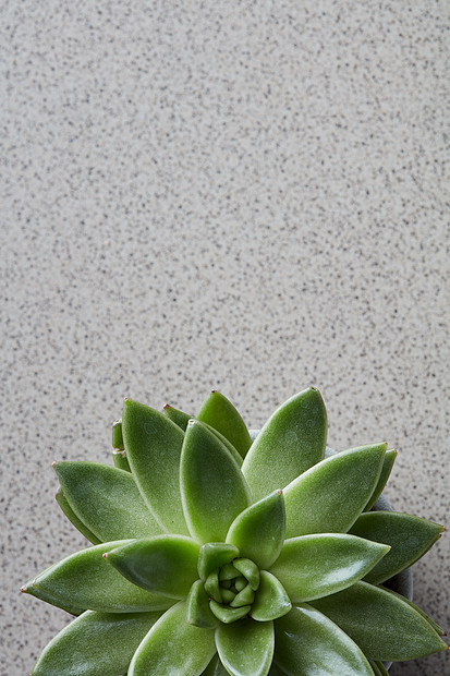 灰色的石头背景上,圆形的绿色植物石花种顶部的景观文本的绿色植物生态灰色的石头背景顶部的视图图片