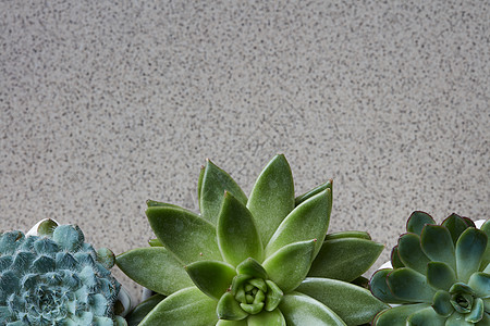 花科植物,角框同的绿色花灰色的石头背景上,的风景来自同植物的角框灰色的石头背景上图片