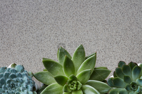 花科植物,角框同的绿色花灰色的石头背景上,的风景来自同植物的角框灰色的石头背景上图片