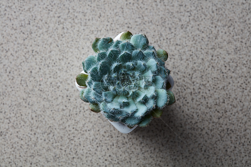 种微型房子植物的顶部视图 灰色的石头背景上的花盆中房子植物的顶部视图高清图片下载 正版图片 摄图网 种微型房子植物的顶部视图 灰色的石头背景上的花盆中房子植物的顶部视图高清图片下载 正版图片 摄图网