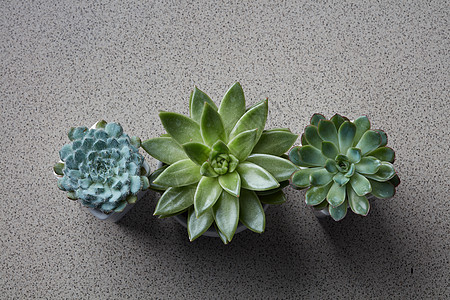 各种肉质植物的顶部视图收集盆中灰色石桌上的盆栽植物三个花盆,同的植物肉质图片