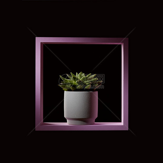 红色木框中的花盆中的种紫菜肉质植物,背景为深色粉红色的框架中,种黑暗背景下的艾希维利亚植物图片