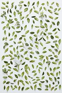 绿色的小叶子分别代表白色背景许多小树叶装饰任何明信片庆祝卡绿叶白色背景图片