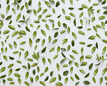 绿色的小叶子分别代表白色背景许多小树叶装饰任何明信片庆祝卡平躺绿叶白色背景图片