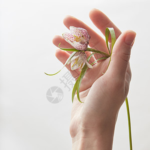 开花的女着花 工作室里把它展示给相机女人的手着白色背景上美丽的花手花白色上高清图片下载 正版图片 摄图网 开花的女着花 工作室里把它展示给相机女人的手着白色背景上美丽的花手花白色上高清图片下载 正版图片 摄图网