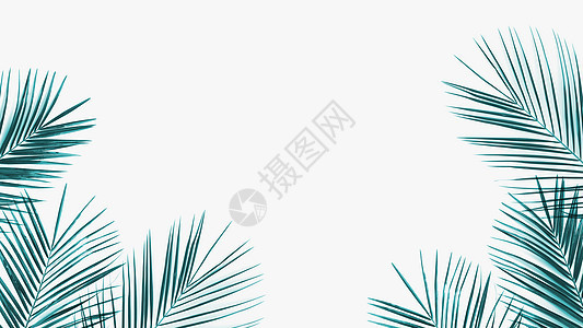 绿色热带棕榈叶框白色背景上夏季,平躺绿色椰子叶框架隔离白色背景上图片