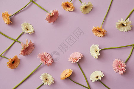 粉红纸背景上各种彩色非洲菊的创意图案春天的作文母亲日3月8日的明信片,并平躺各种五颜六色的非洲菊图片