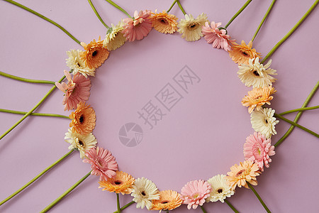 个创造的圆形框架的多色非洲菊与个地方文字下的明信片为春季假期的风景圆形框架的非洲菊花粉红色的背景与图片
