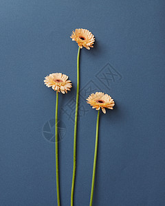深蓝色背景上的三只米色非洲菊3月8日贺卡的版复印蓝色背景上三个漂亮的米色非洲菊图片