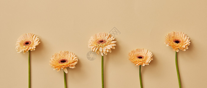 非洲菊花 五颜六色花朵的自然背景母亲节3月8日的明信片平躺亮花背景的非洲菊 贺卡春天的高清图片下载 正版图片 摄图网