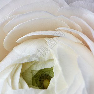 花背景,特写白色的毛情人节,婚礼贺卡灰色背景上的白色毛花图片