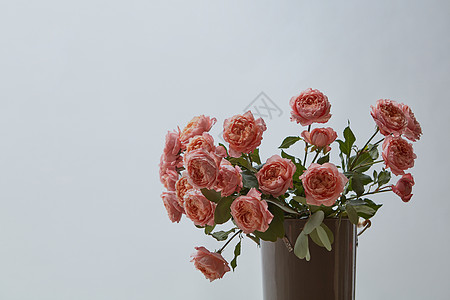 精致的粉红色玫瑰花,绿叶个灰色背景上的花瓶与你想法的布局新鲜明亮的粉红色玫瑰花瓶上呈现灰色背景图片