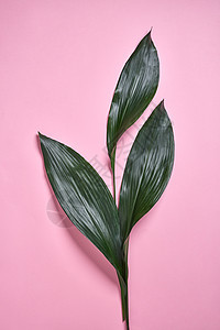 常绿热带图案,异国情调的棕榈叶上的粉纸背景与顶部视图棕榈绿叶图案创意自然布局个常青的热带棕榈叶图片