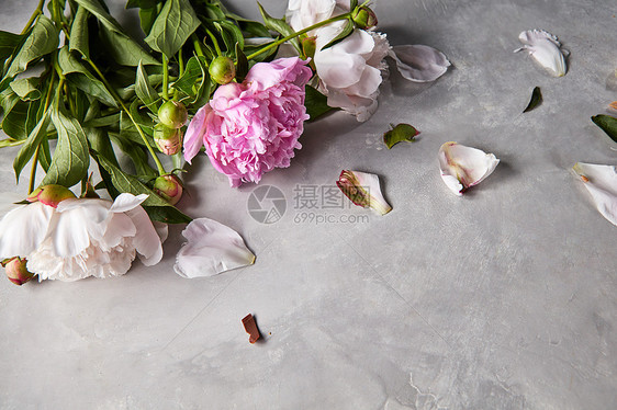 新鲜的花白色粉红色牡丹花瓣灰色混凝土背景与情人节卡片平躺花瓣枝条的粉红色白色牡丹与绿叶灰色混图片