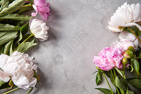 自然框架的白色粉红色牡丹花灰色背景与情人节卡片平躺花架的新鲜牡丹花与绿叶灰色混凝土背景与明图片