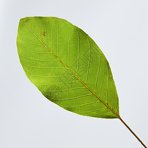 特写与个详细的模式,个脉纹绿叶灰色背景与的文本的风景灰色背景下