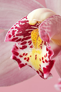 朵粉红色兰花的精致花瓣的观照片,带自然图案花的背景朵粉红色兰花的观照片,花瓣上图案美丽的自然布局图片