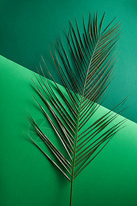 天然棕榈枝个双浅绿色深绿色的纸张背景上,文字的创意布局为您的想法的风景棕榈树的鲜叶呈现个双绿色的背景图片