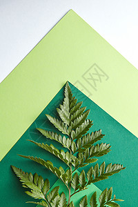 五彩图案的绿调与蕨类植物的叶子灰色的背景与副本的宽敞创意构图布局平躺蕨类植物的叶子个多色的绿色纸板周围图片