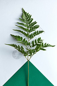 新鲜的树枝蕨类植物个双深绿色灰色的背景与自然构图布局平躺图片