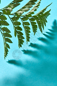 绿色蕨类植物的阴影蓝色背景创造的自然布局蕨类植物图片