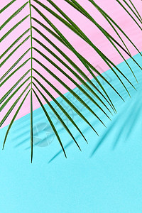 棕榈叶个双粉色蓝色纸板背景上,了宽敞的阴影图案异国情调的棕榈叶个双蓝墨水纸背景上,了阴影的反射图片