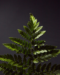 蕨类植物黑色背景上植物的绿色,光的高光文字的自然树叶布局平躺新鲜的绿色蕨类植物枝条呈现黑色的背景图片