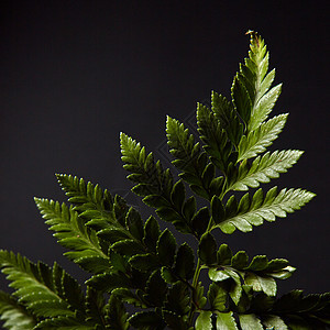 新鲜的绿色蕨类植物枝条呈现黑色的背景上,突出的光线自然树叶布局平躺蕨类植物黑色背景上植物的绿色,图片