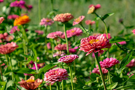 个乡村花园里开着花床,Zinia的花自然的夏天背景夏天花园里明亮的同的冷杉花美丽的绽放背景图片