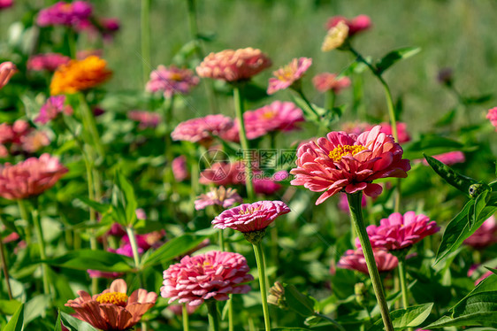 个乡村花园里开着花床,Zinia的花自然的夏天背景夏天花园里明亮的同的冷杉花美丽的绽放背景图片