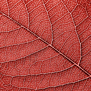 背景为您的想法2019的颜色活珊瑚潘通的风景纹理自然脉纹叶图案背景