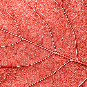 纹理自然脉纹叶图案背景的布局时尚的潘通时尚颜色的春夏2019季节观