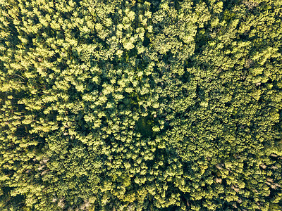 阳光明媚的日子里,绿树的顶部景色落叶林布局的背景无人机的鸟瞰图环境保护绿色叶林上夏日的空中照片自然图片