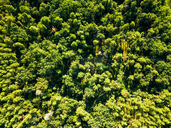 阳光明媚的早晨,无人机上俯瞰夏季绿色森林环境保护夏季晴天绿色天然叶林无人机的鸟瞰图自然背景图片