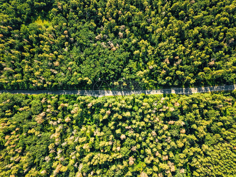 空中俯瞰穿过落叶林的道路个晴朗的夏日自然保护阳光明媚的日子里,无人机绿色森林沥青路上的鸟瞰自然布局为您图片