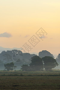 自然日落与稻田图片
