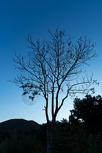 孤独的树影与蓝天日落图片