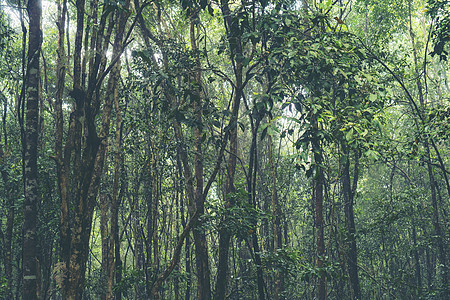 热带树木的天然森林,阳光透过雾创造了的泰国热带雨林图片,自然泰国热带雨林图片,自然图片