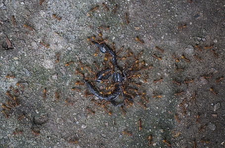 蚂蚁吃蝎子图片
