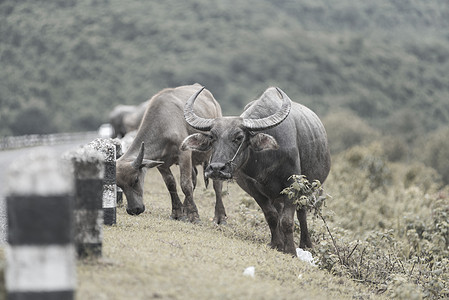 泰国的水牛,老式的柔色调图片