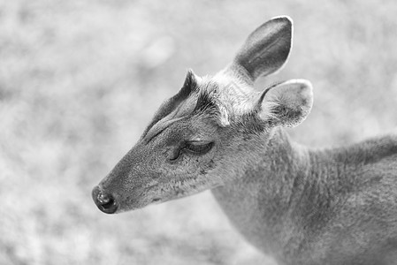 泰国Khaoyai公园自然场上吠鹿,黑白相间图片