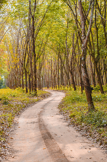 摄图网>照片>自然风景>森林里的路.jpg>411_620竖版 竖屏