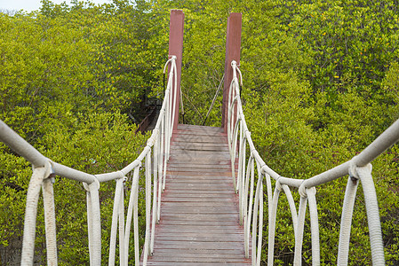 红树林里的木桥图片