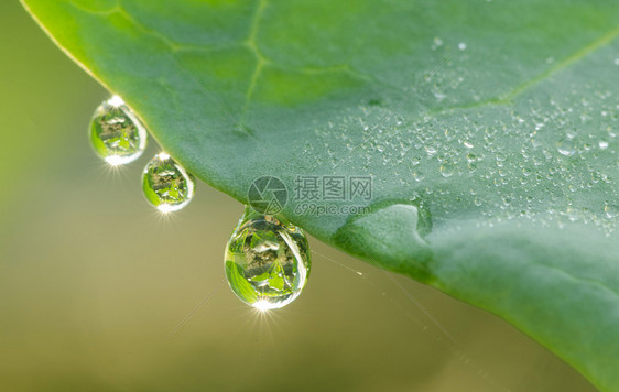 蔬菜绿叶上的水滴图片